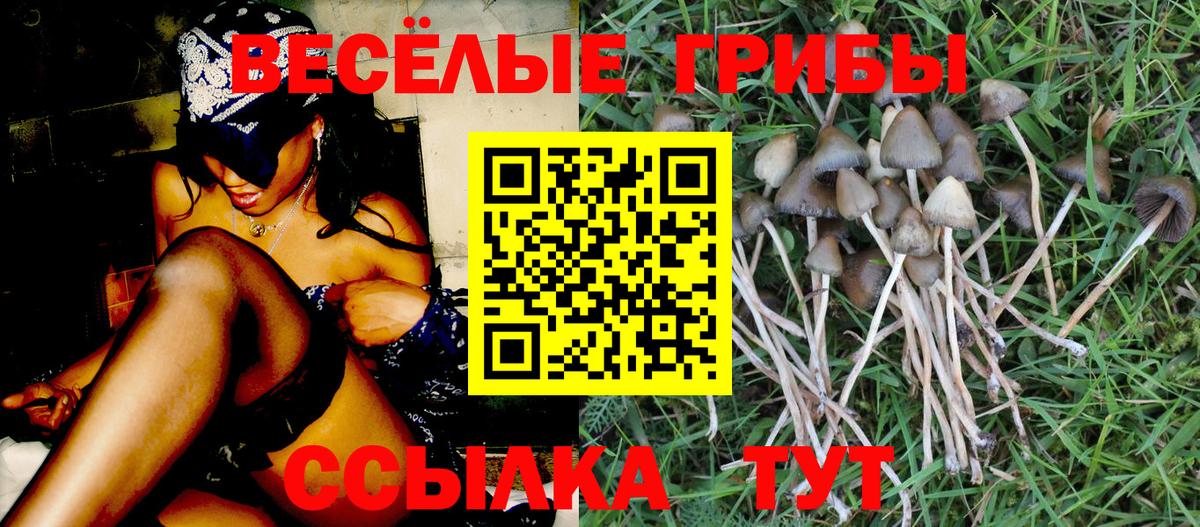 Домодедово  Псилоцибиновые грибы Cubensis  Вход с VPN 